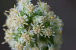 White goldenrod